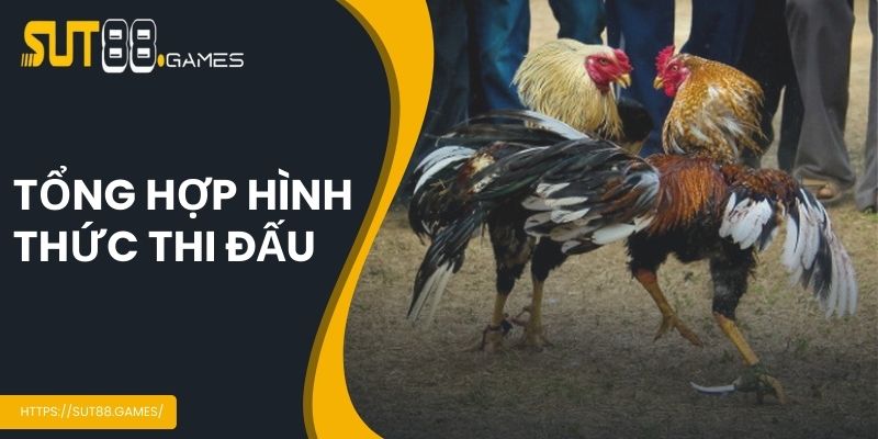 Tổng hợp hình thức thi đấu