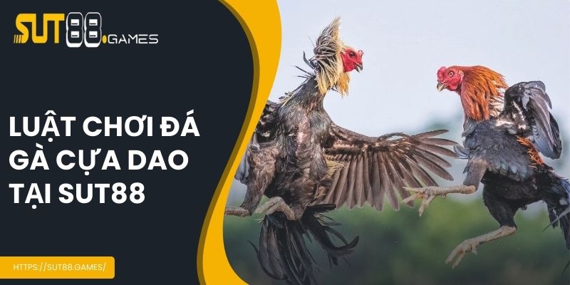 Luật chơi đá gà cựa dao tại SUT88