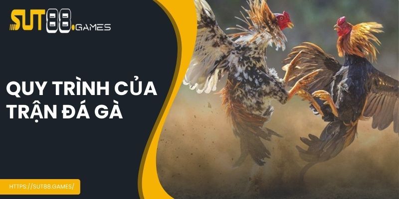 Quy trình của trận đá gà