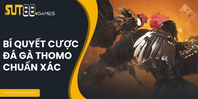 Mẹo cược đá gà chuẩn xác
