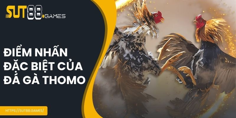 Điểm nhấn của đấu gà Thomo
