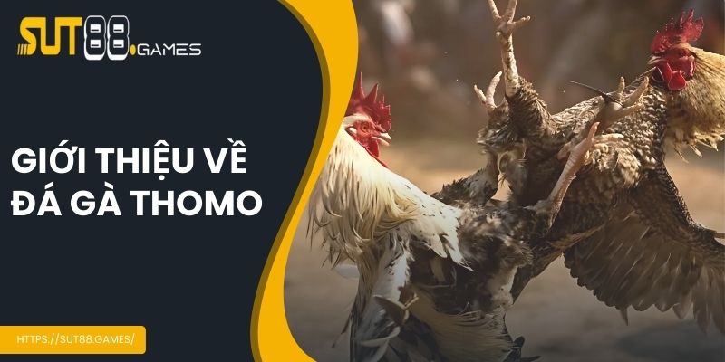 Giới thiệu về đá gà Thomo
