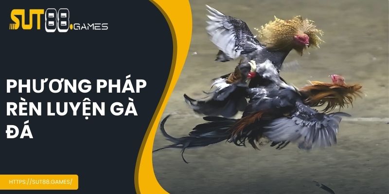 Phương pháp rèn luyện gà đá